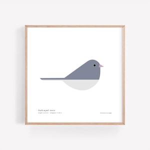 Lámina artística de Junco de ojos oscuros / Guía de campo / Póster de aves / Ilustración de aves / Arte vectorial / Decoración de aves / Arte de pared minimalista / Firmado