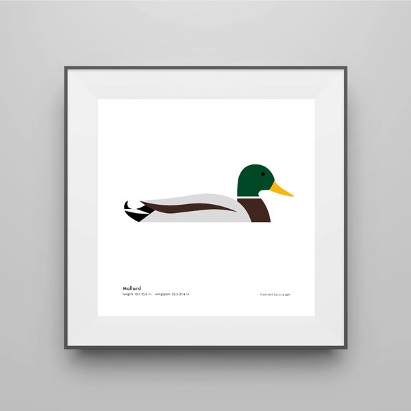 Mallard Art Print / Field Guide / Bird Poster / Bird Illustration / Vector Art / Duck / Bird Decor / Minimalist Wall Art / Signed