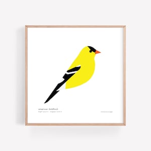 American Goldfinch Art Print/ Field Guide/ Bird Poster/ Songbird / Bird Decor / Minimalist Wall Art