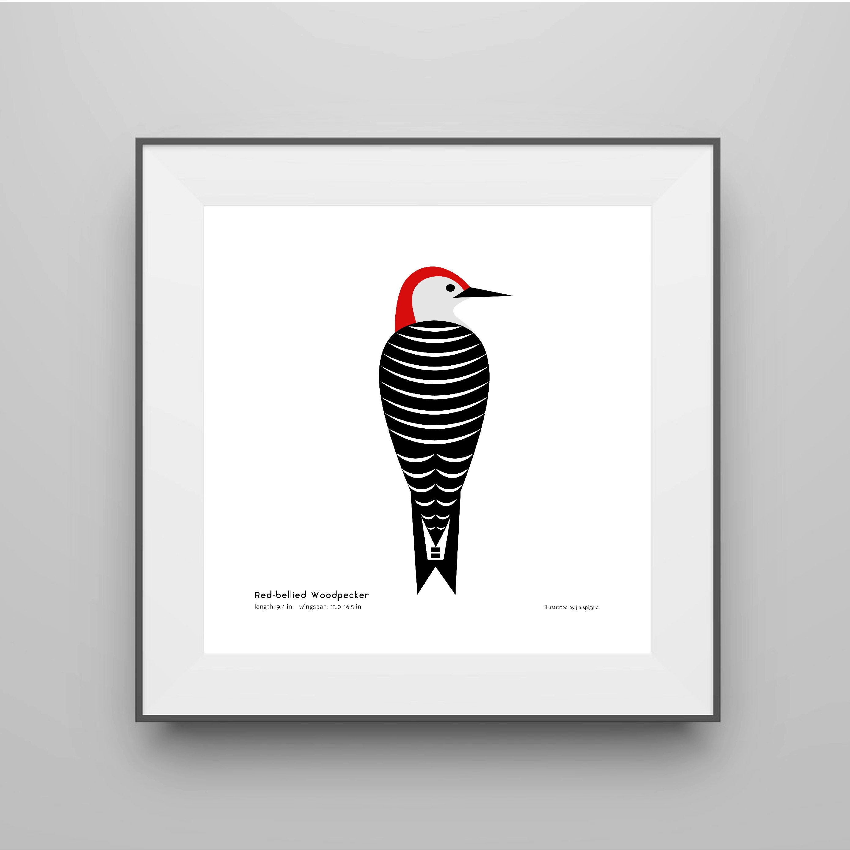 Red-bellied Woodpecker Art Print / Field Guide / Bird Poster / - Etsy UK