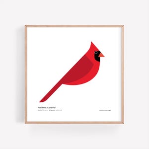 Lámina de arte de cardenal / Guía de campo / Póster de aves / Pájaro cantor / Decoración de aves / Arte de pared minimalista