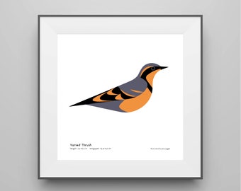 Varied Thrush Art Print / Field Guide / Bird Poster / Bird Illustration / Vector Art / Bird Decor / Minimalist Wall Art / Signed
