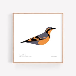 Puede incluir: Una ilustración digital de un Zorzal Variado, un pájaro con cuerpo gris, marcas negras y naranjas y un pico corto y puntiagudo. El pájaro está mirando hacia la derecha y está sobre un fondo blanco. El texto "Varied Thrush" está debajo del pájaro, junto con la longitud y la envergadura del pájaro en pulgadas.