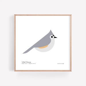 Tufted Titmouse Art Print / Field Guide / Bird Poster / Bird Illustration / Vector Art / Songbird / Bird Decor / Minimalist Wall Art