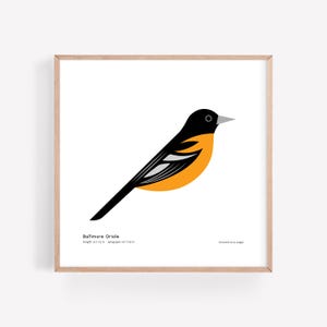Oriole de Baltimore / Guía de campo / Póster de aves / Pájaro cantor / Decoración de aves / Arte de pared minimalista / Firmado