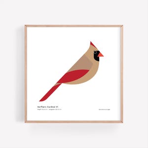 Lámina artística de cardenal hembra / Guía de campo / Póster de aves / Ilustración de naturaleza moderna / Pájaro cantor / Decoración de aves / Arte de pared minimalista / Firmado