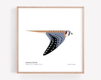 Impresión artística de cernícalo americano / / Ilustración minimalista moderna de rapaz / Impresión giclée / Spiggle Studio