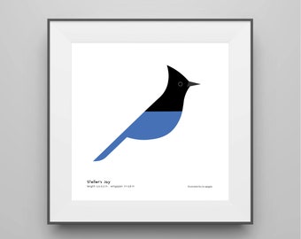 Steller's Jay Art Print / Field Guide / Bird Poster / Bird Illustration / Vector Art / Bird Decor / Minimalist Wall Art