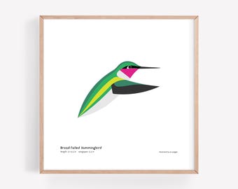 Impresión artística de colibrí de cola ancha / Ilustración minimalista moderna de pájaro / Impresión giclée / Spiggle Studio