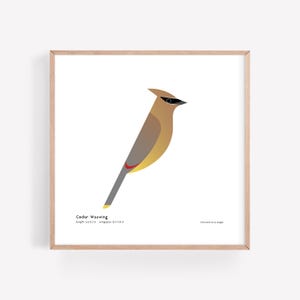 May include: A digital illustration of a Cedar Waxwing bird with a yellow breast, grey wings, and a black eye mask. The bird is perched on a branch with its wings spread out. The illustration is set against a white background. The text "Cedar Waxwing" is written below the bird, along with the bird's length and wingspan in inches.