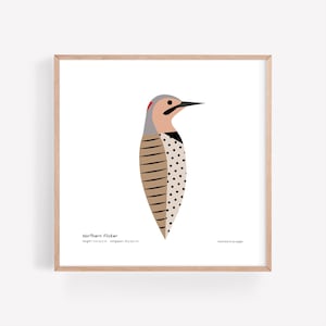 Northern Flicker Art Print / Field Guide / Nature Illustration / Bird Decor / Minimalist Wall Art