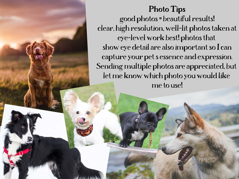 May include: A collage of four different dog photos. The first photo shows a brown dog sitting in a field. The second photo shows a white dog with floppy ears. The third photo shows a black and white dog with a red harness. The fourth photo shows a grey and white dog with brown eyes.