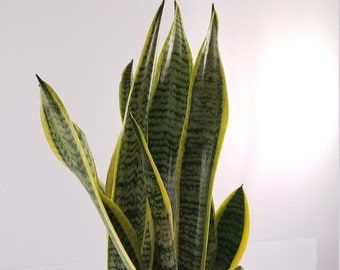 Sansevieria trifasciata Laurentii - Variegated Snake Plant - A Gorgeous Healthy Home Live Indoor House Plant (Ventas solo en EE. UU.)