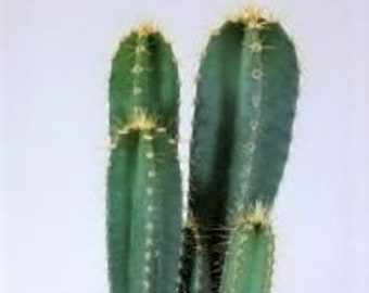 Cereus Cactus – A No Fuss Healthy Home Live Cactus House Plant