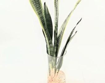 Sansevieria laurentii – Snake Plant - A Gorgeous Healthy Home Live Indoor Tropical House Plant - one Rhizome (Sales only in U.S.A)