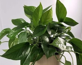 Epipremnum aureum – Green Pothos, A Gorgeous Healthy Home Live Indoor Tropical House Plant