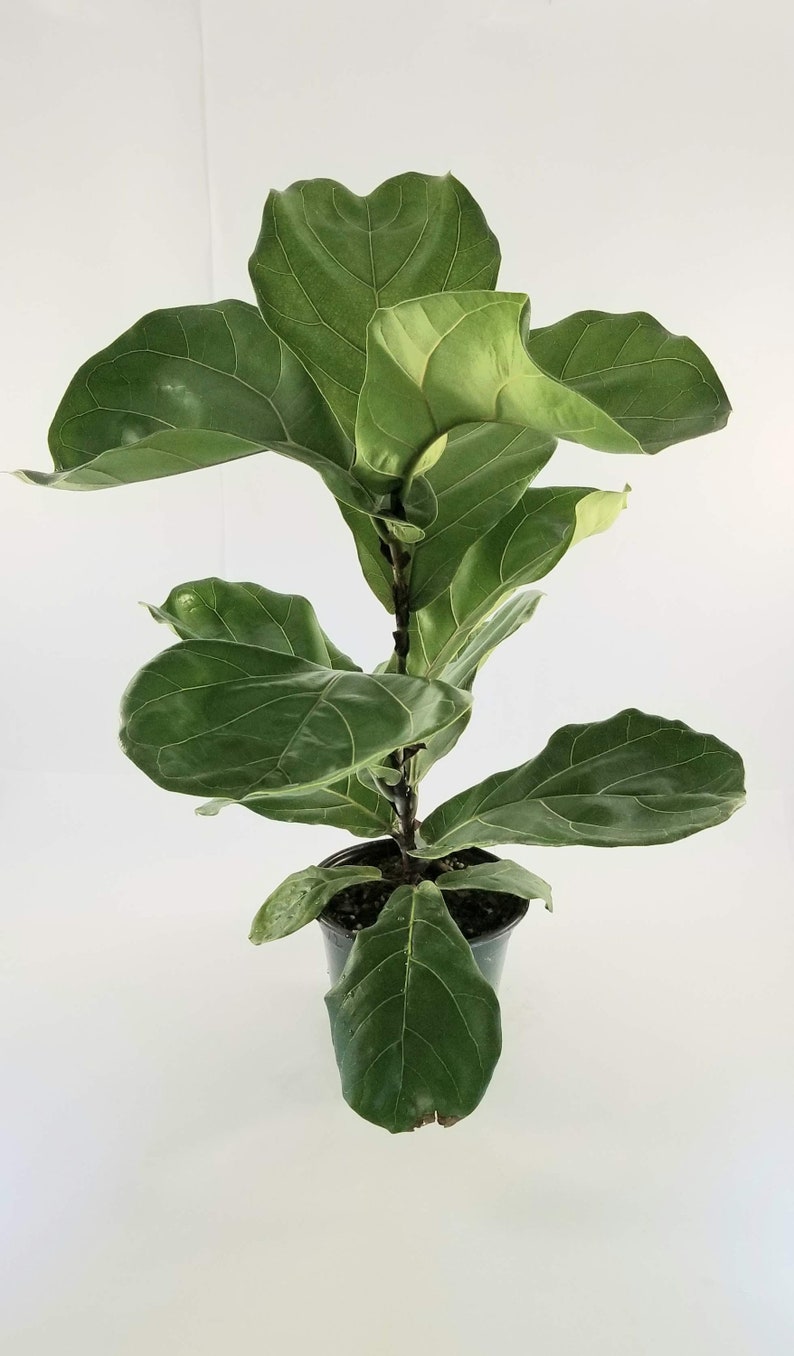 Ficus Lyrata Fiddle Leaf Fig Tree an Ornamental Live Etsy