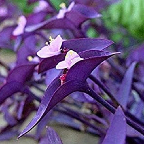 Tradescantia pallida 'Purple Heart'- Bold and Beautiful (12 tallos) Envío gratis (Ventas solo en EE. UU.)