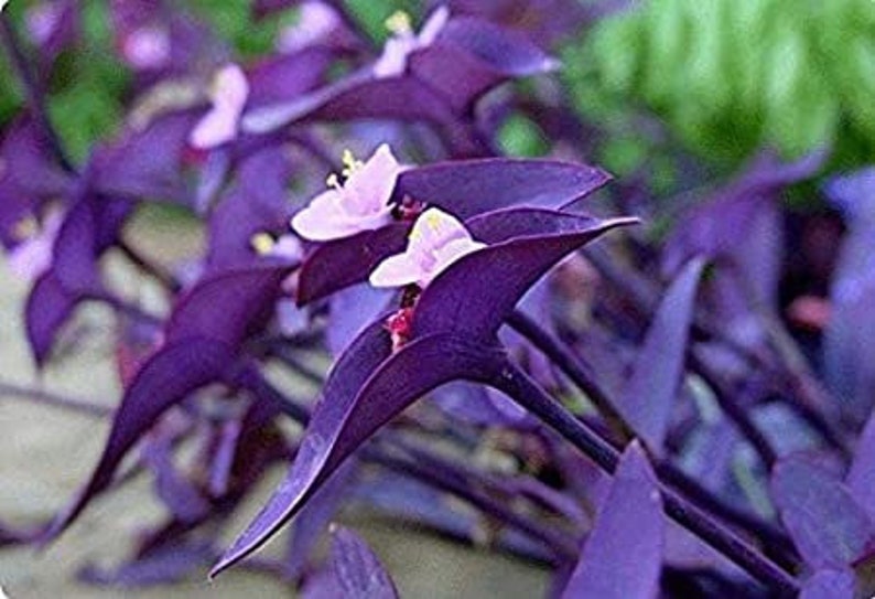 Tradescantia pallida 'Purple Heart' Bold and Beautiful 12 tallos Envío gratis Ventas solo en EE. UU. image 1