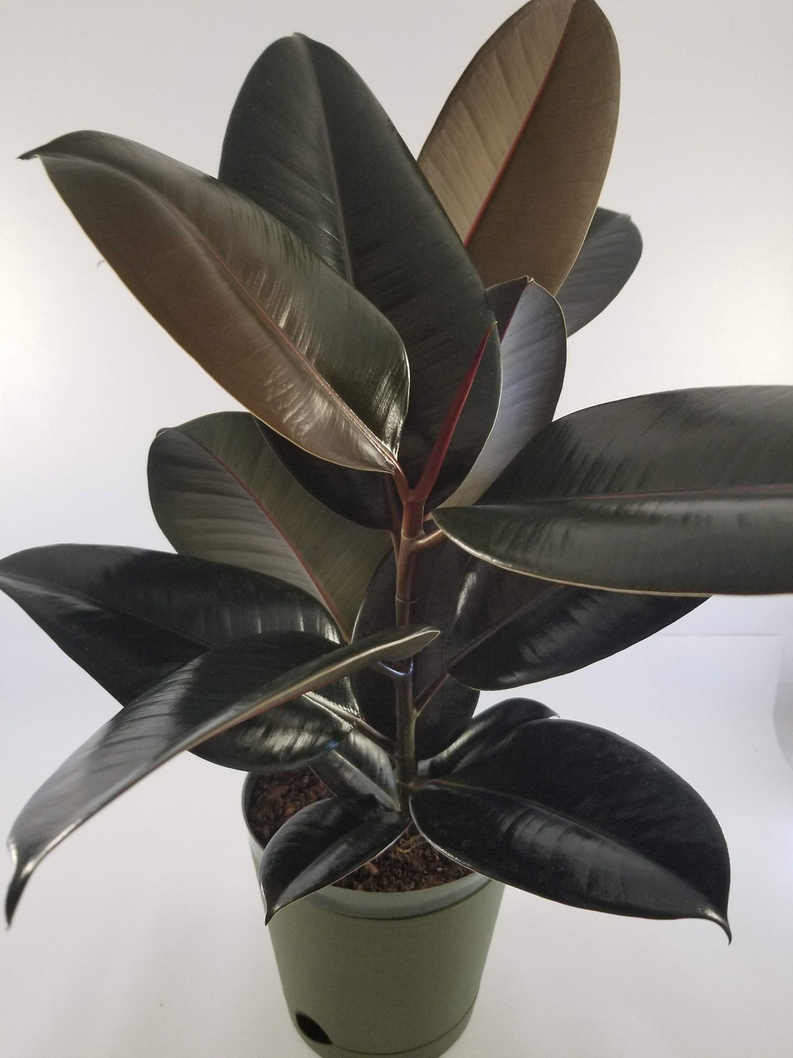 Burgundy Ficus Rubber Plant