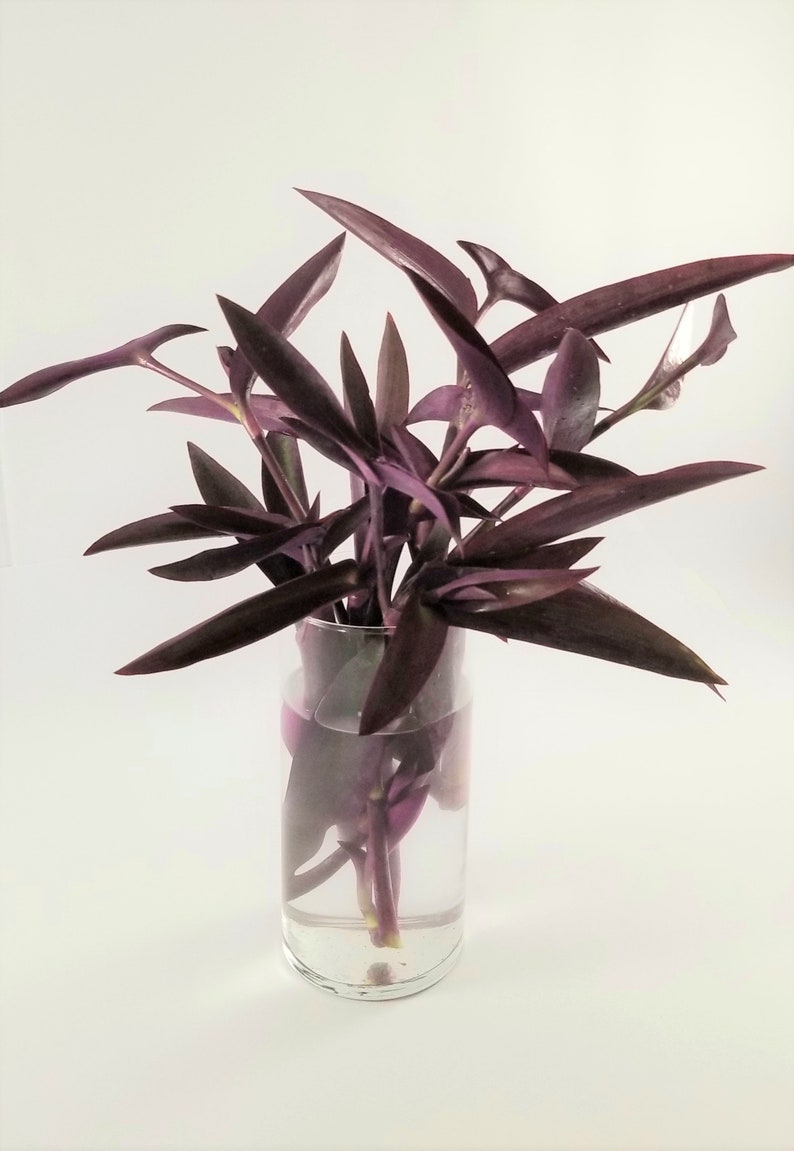 Tradescantia pallida 'Purple Heart' Bold and Beautiful 12 tallos Envío gratis Ventas solo en EE. UU. image 2