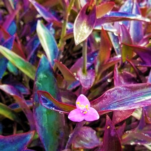 Tradescantia pallida 'Purple Heart' Bold and Beautiful 12 tallos Envío gratis Ventas solo en EE. UU. image 3