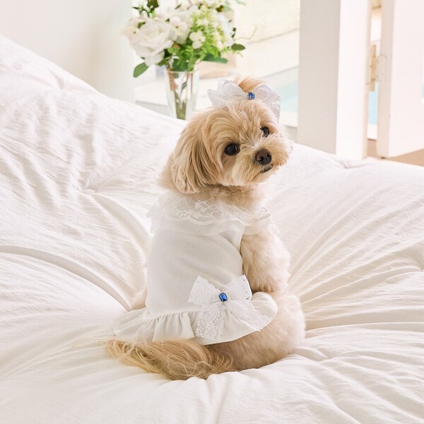 Shine Lace Cool Dress | Dog Shirt Tops | Dog Clothes | Dog clothing | Dog Dress | Pet Fashion | Dog Apparel | Pet Clothes | Puppy Dress