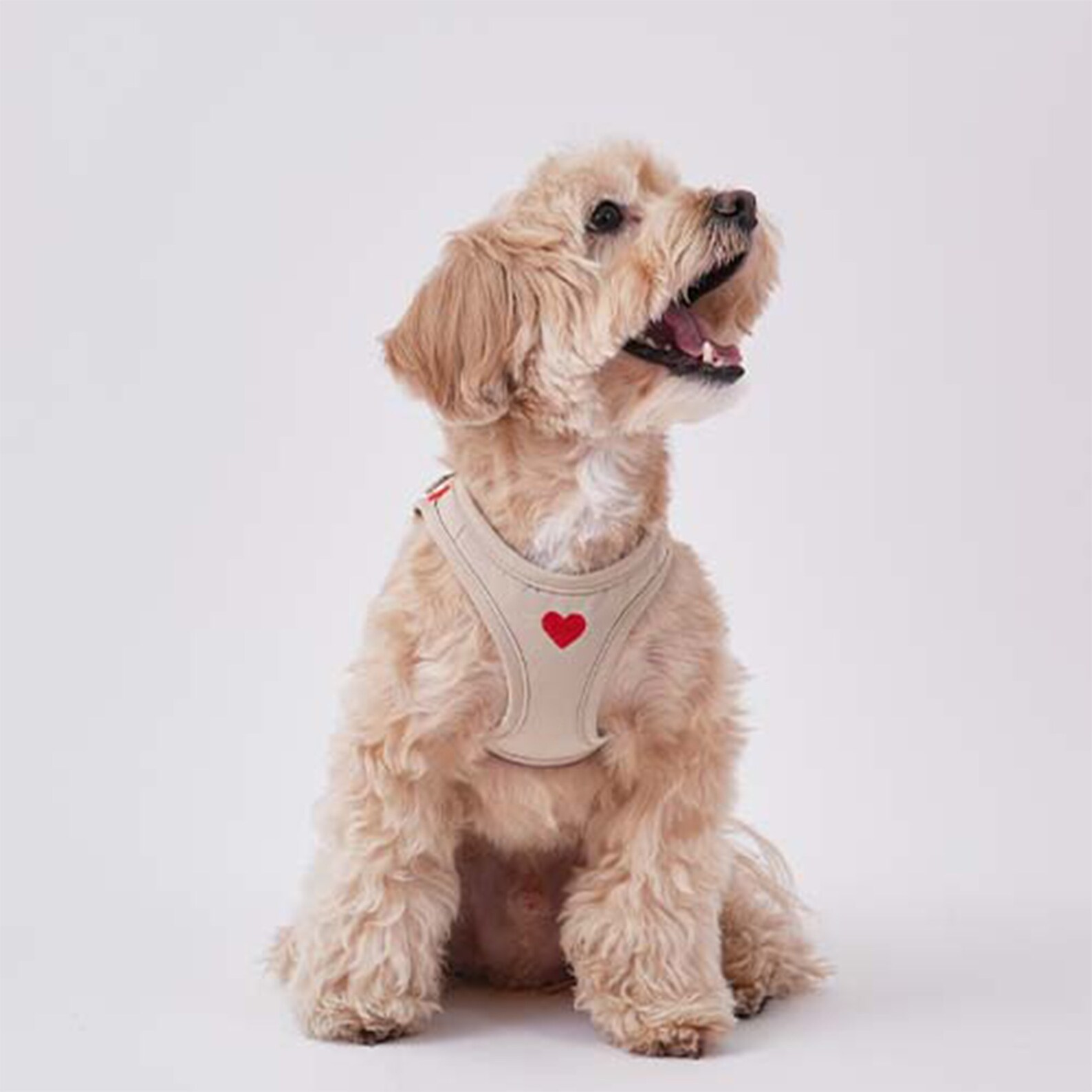 Air Mesh Dog Harness Water Proof Heart Dog Harness and Leash Etsy