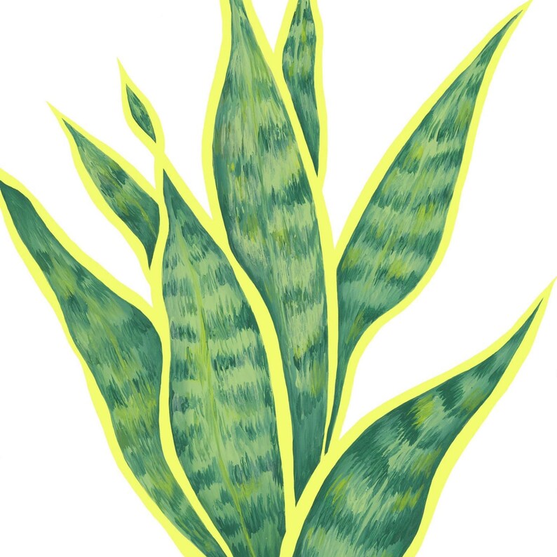 Snake Plant Print