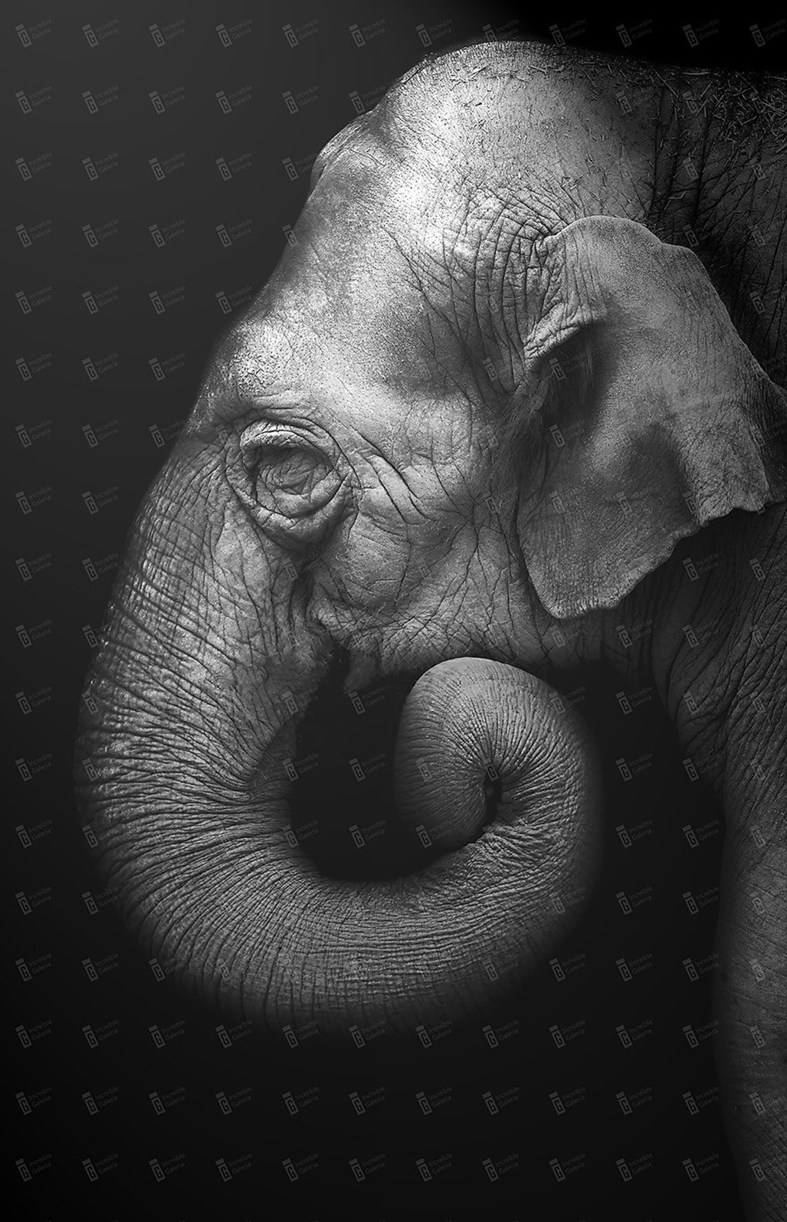 Black & White Elephant Newborn fine Art Poster Digital Etsy