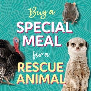 Pack Of 8 Festive Sheep In Snow Charity Christmas Cards Multiple Charities - View #12