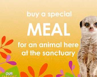 Buy a Special Meal for one of our 100+ rescue animals