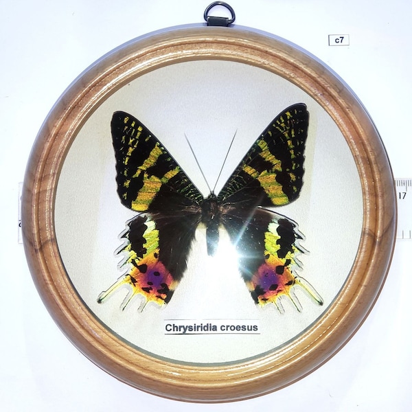 souvenir, gift butterfly Chrysiridia rhipheus, urania from Madagascar unique Entomology Collector in wooden frame 16 см