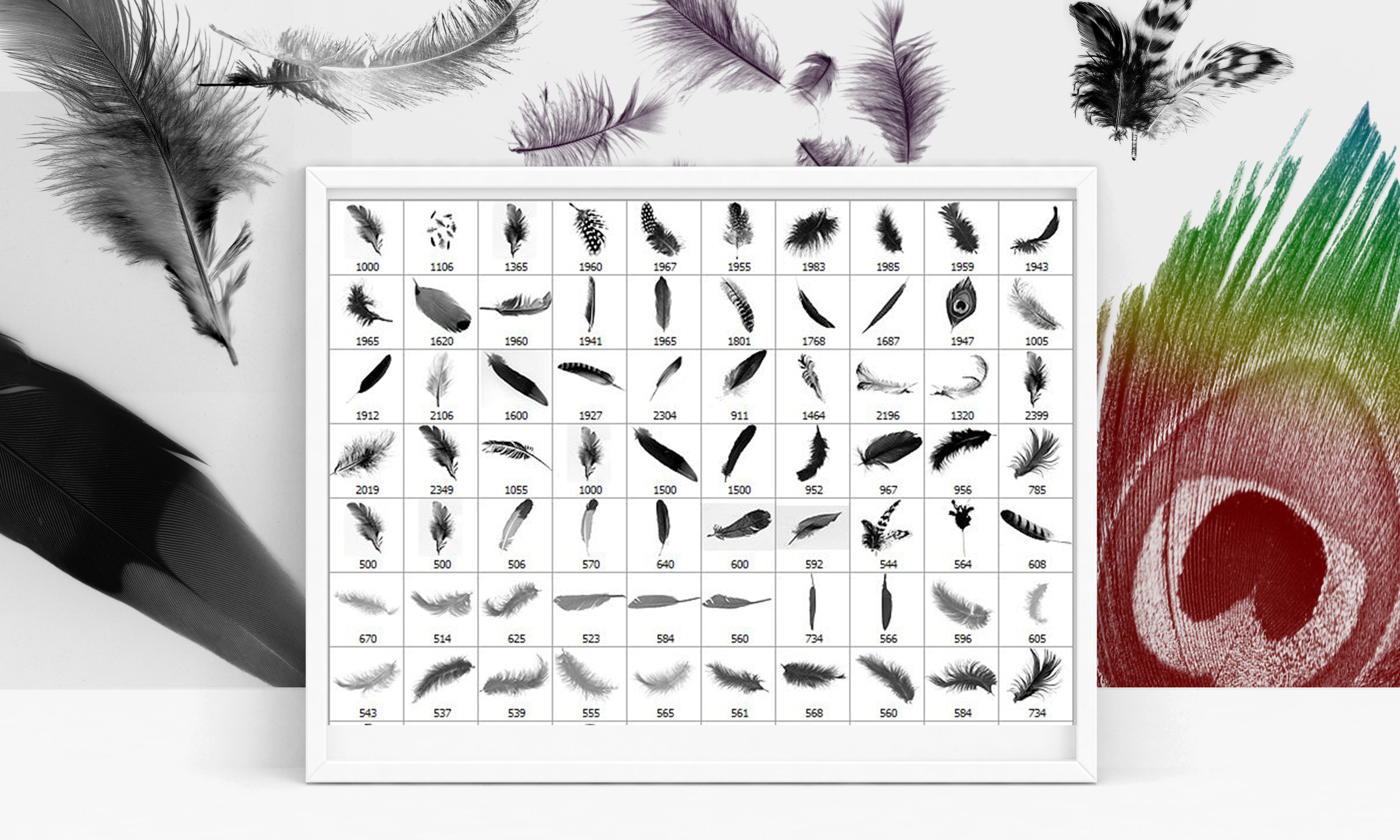 Feathers Brushes, Plumage, Bird Feathers Overlays, Fluff Brushes, Brush Clip Art