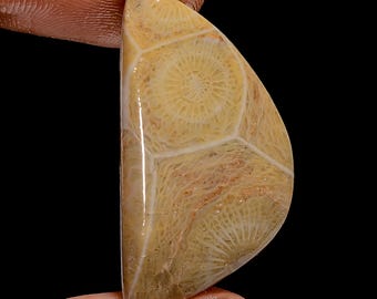 Fossil Coral Gemstone Cabochon: Fancy Jewelry Making (31X16X5 mm)
