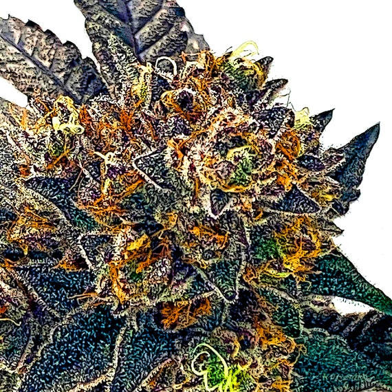 Pop Art Ice Cream Cake Cannabis Flower Canvas Print Marijuana Etsy