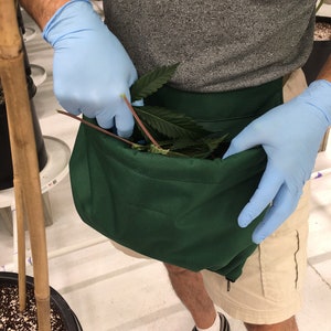May include: A person wearing blue gloves is holding a green canvas bag with a plant inside. The bag is worn around the waist and has a zipper closure.