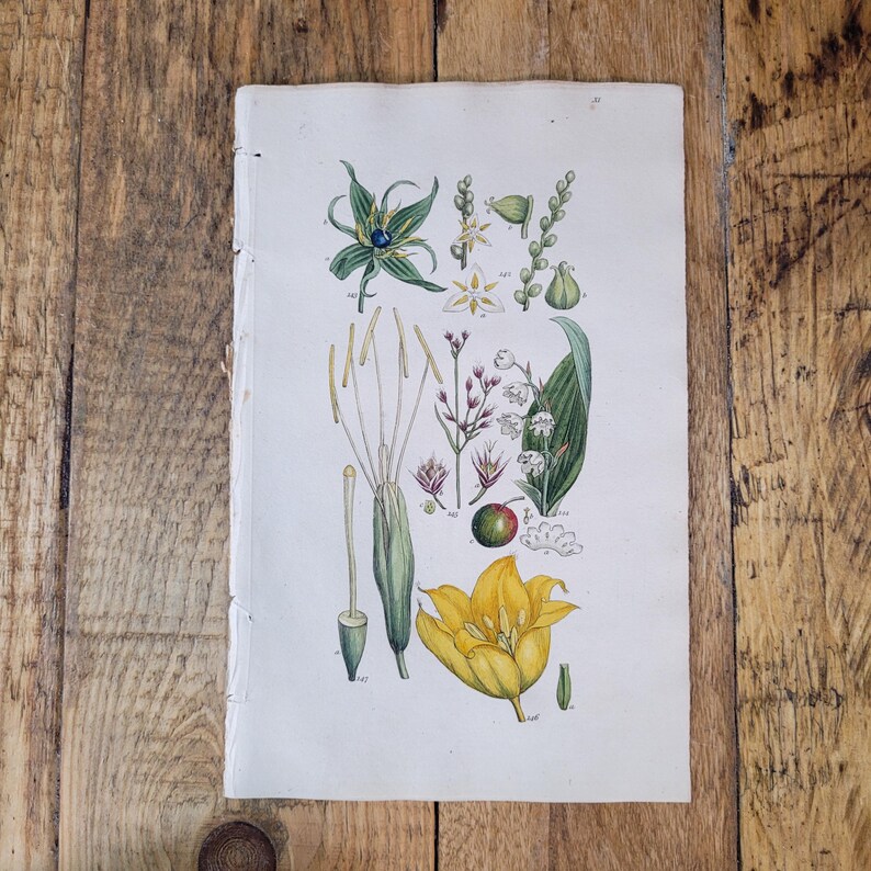 Rare Colored Copper Engraving Flowers and Plants Etsy