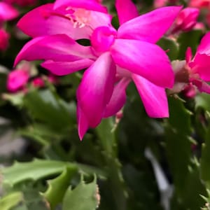 May include: Close-up of a vibrant pink flower with multiple petals, set against a backdrop of green foliage. The flower's petals have a gradient of pink and white. The image showcases the intricate details of the plant's structure.