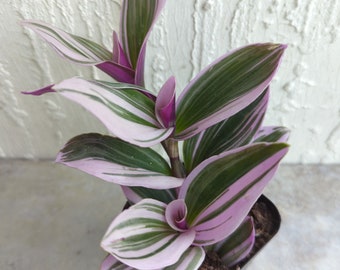 SALE**Tradescantia Nanouk PinkWandering Jew/Dude Plant Rooted ships in 2.5" Pot