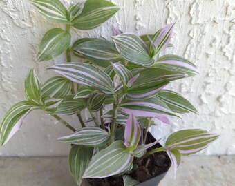 Tradescantia Lavender Wandering Jew/Dude Plant Rooted ships in 3" Pot