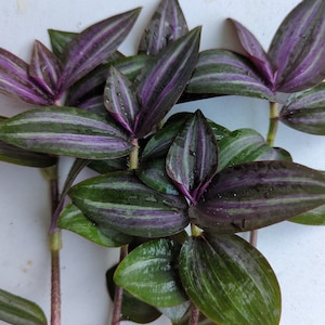 6 Cuttings- Rare Tradescantia  'Evanesce' Wandering Jew/Dude Plant