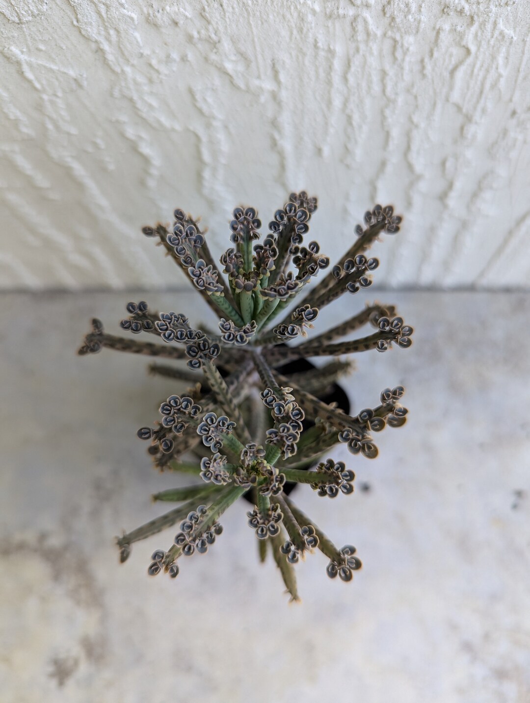 Kalanchoe Tubiflora 'Mother Of Millions' – Live Succulent Plant From Succulents Depot
