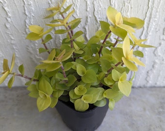 Callisis Repens 'Gold' Turtle Vines-Wandering Jew/Dude Plant Rooted ships in 2.5" Pot