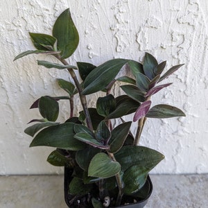 Tradescantia "Baby Bunny Bellies" Green Fuzzy Wandering Jew/Dude Plant Rooted 2.5" Pot