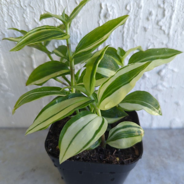 Tradescantia Fluminensis Variegated Wandering Jew/Dude Plant Rooted 2.5" Pot