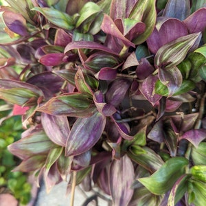 8- Cuttings, Tradescantia 'Flame Dance' aka 'Discolor' Wandering Jew/Dude Plant