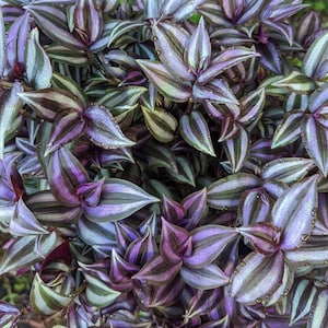 10- Cuttings, Tradescantia Zebrina Silver Plus Wandering Jew/Dude Plant
