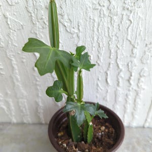 Veldt Grape Cissus Quadranularis Succulent Plant 2" Rooted Pot