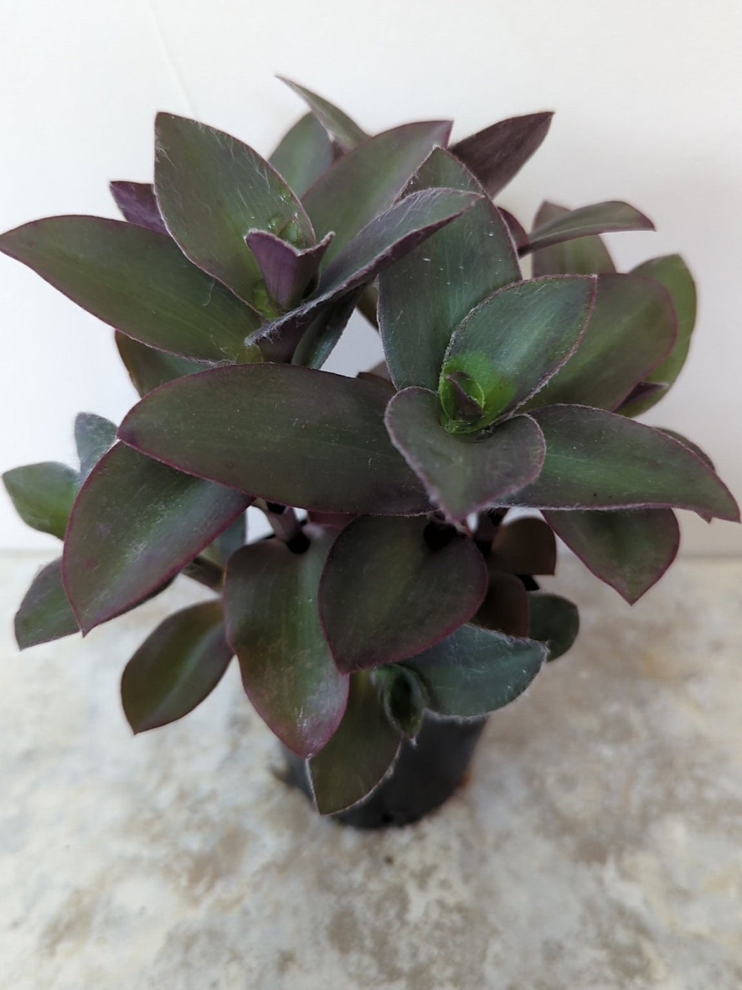 Tradescantia pale Puma Purple Fuzzy Wandering Jew/dude Plant Rooted 2.5